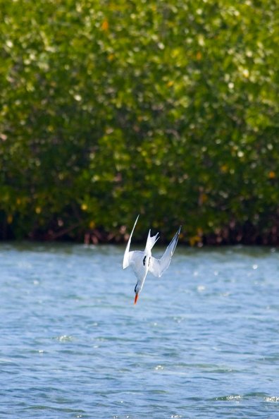 A white tern, likely a Caspian Tern, is captured mid-dive with its wings spread and bright orange beak pointed straight down toward the water, appearing to hunt for fish. The bird soars over gently rippling blue water, with a lush, out-of-focus backdrop of dense green mangrove trees creating a soft bokeh effect.